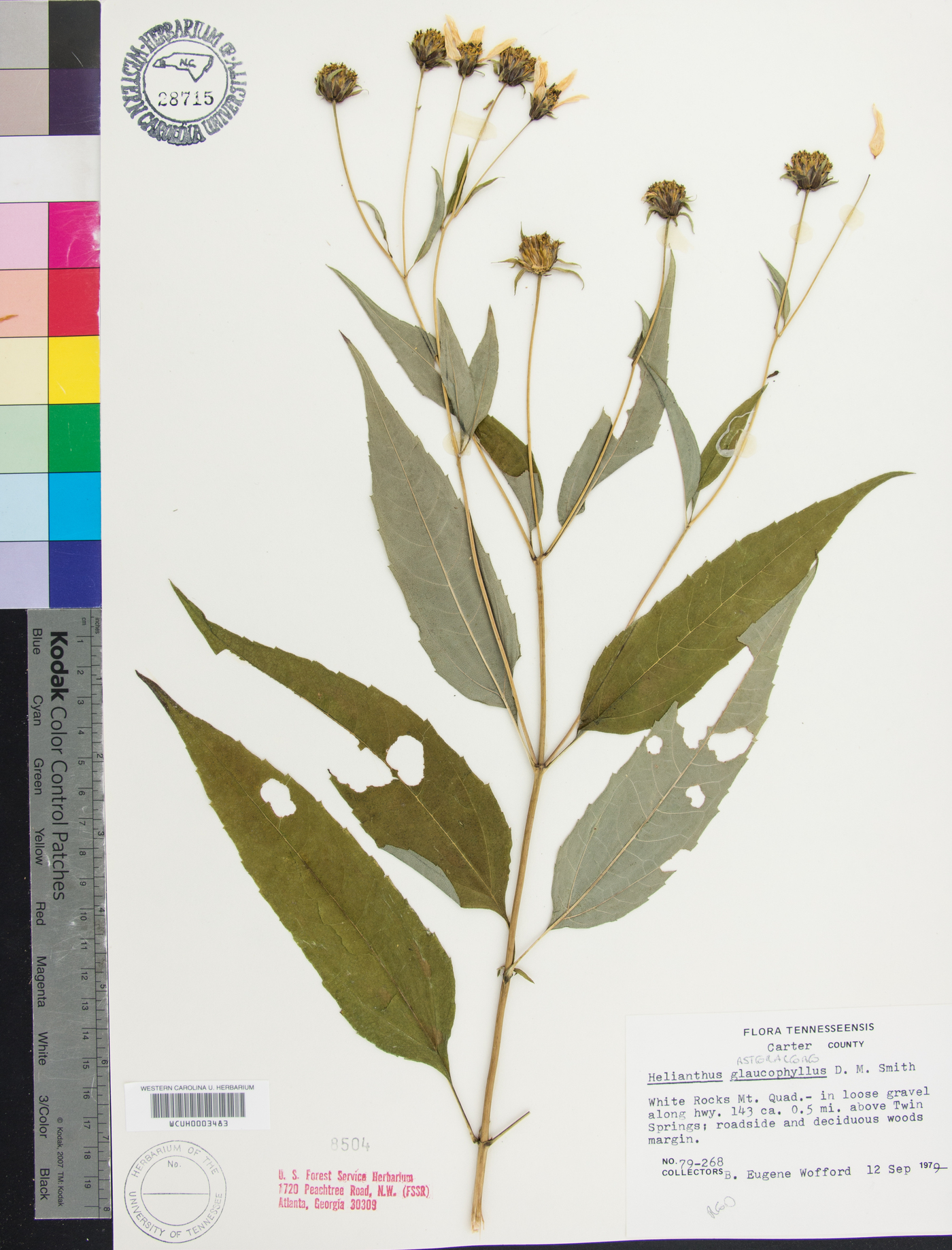 Helianthus glaucophyllus image