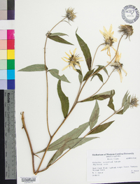 Helianthus maximiliani image