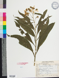 Helianthus microcephalus image