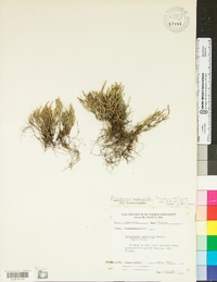 Selaginella arenicola image