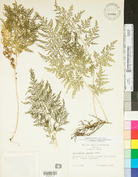 Selaginella braunii image