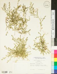 Selaginella ludoviciana image