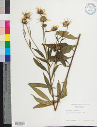 Helianthus strumosus image