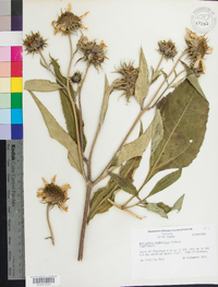 Helianthus resinosus image