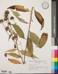 Helianthus decapetalus image