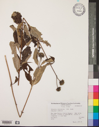 Helianthus glaucophyllus image