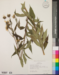 Helianthus giganteus image