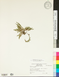 Selaginella rupestris image