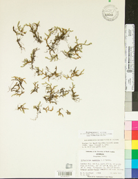 Selaginella rupestris image