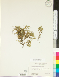 Selaginella rupestris image