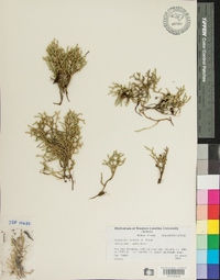 Selaginella tortipila image