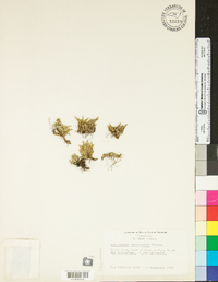 Selaginella underwoodii image