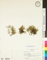 Selaginella rupestris image