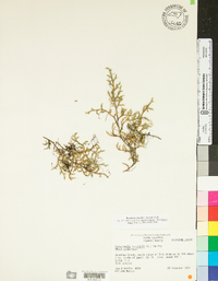 Selaginella rupestris image