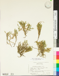 Selaginella tortipila image