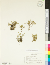 Selaginella tortipila image