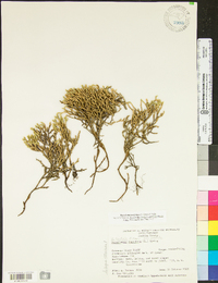 Selaginella tortipila image