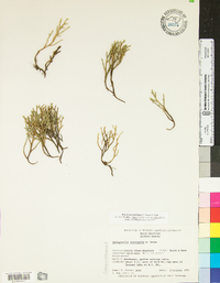 Selaginella tortipila image