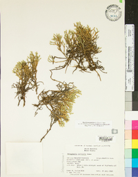 Selaginella tortipila image