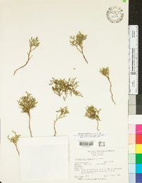 Selaginella tortipila image