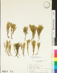 Selaginella tortipila image