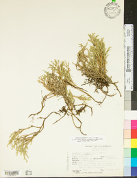 Selaginella tortipila image