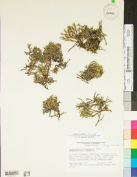 Selaginella tortipila image