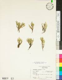 Selaginella tortipila image