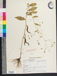 Hieracium paniculatum image