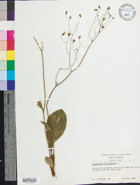 Hieracium venosum image