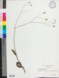Hieracium venosum image