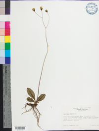 Hieracium venosum image