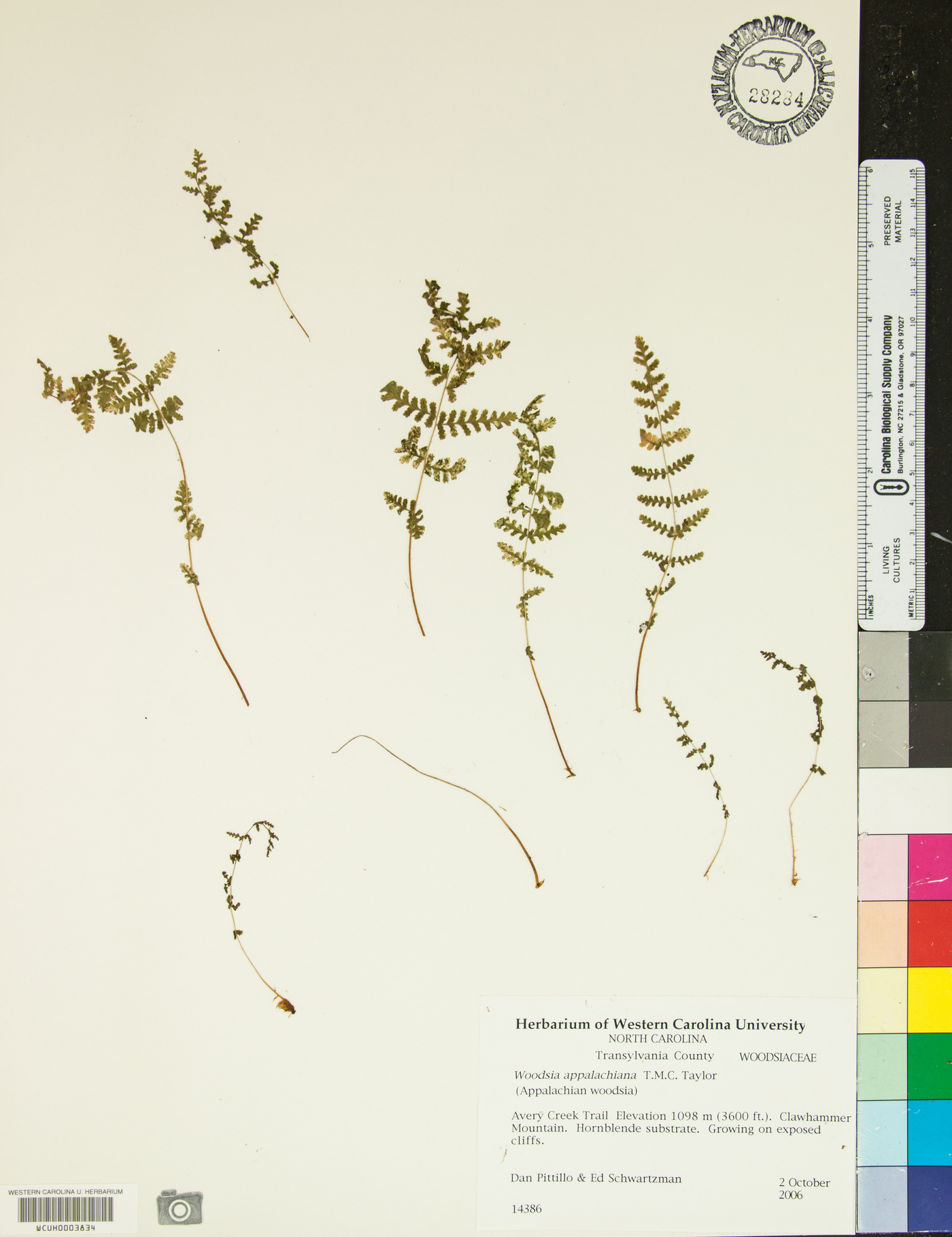 Woodsia appalachiana image