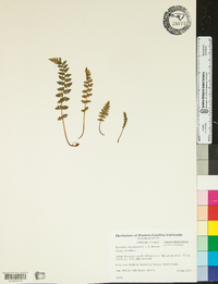 Woodsia ilvensis image