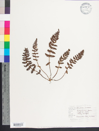 Woodsia ilvensis image