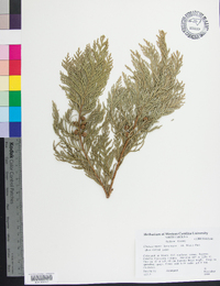 Chamaecyparis lawsoniana image