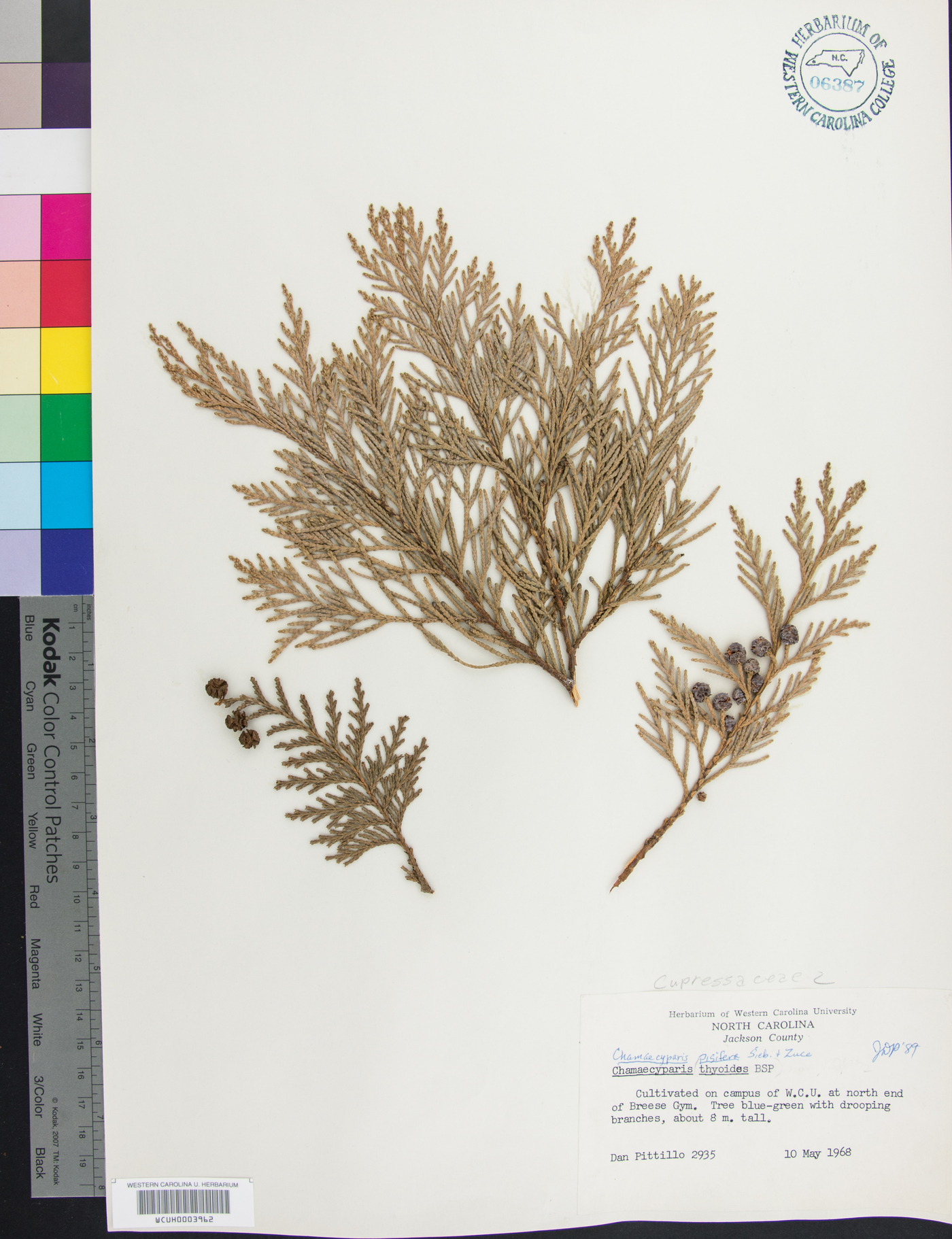 Chamaecyparis pisifera image