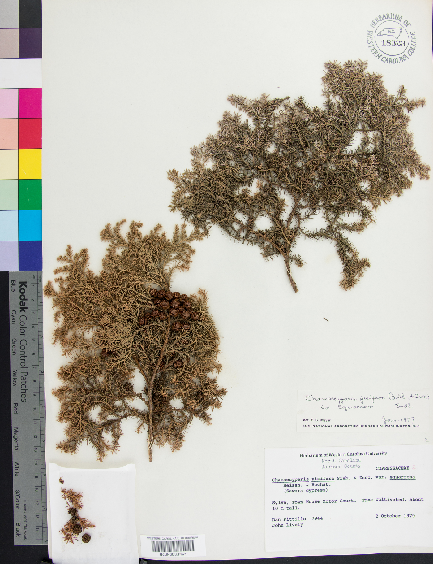 Chamaecyparis pisifera image