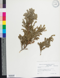 Chamaecyparis pisifera image