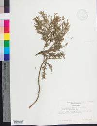 Chamaecyparis pisifera image