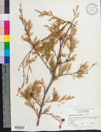 Chamaecyparis thyoides image