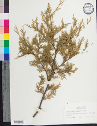 Chamaecyparis thyoides image