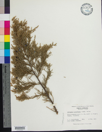 Juniperus silicicola image