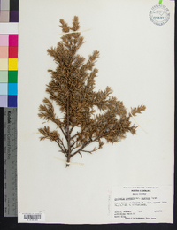 Juniperus communis var. depressa image