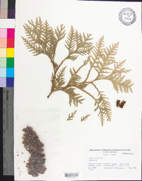 Thuja occidentalis image