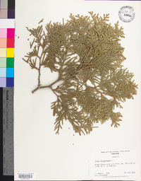 Thuja occidentalis image