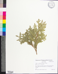 Thuja occidentalis image