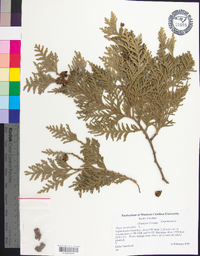 Thuja occidentalis image