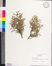 Thuja occidentalis image