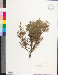 Thuja occidentalis image